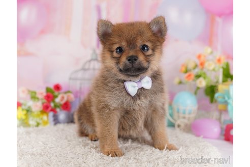 成約済の東京都のミックス犬-356282の6枚目